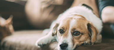 How to help your pets adjust to their new home