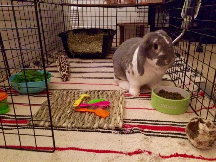help rabbit bunny hamster mouse adjust to new home